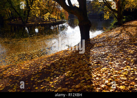 08 November 2018, North Rhine-Westphalia, Düsseldorf: Yellow autumn leaves lie in the back light with bright sunshine on the shore and on the water of the 'Spee`scher Graben' in the Carlstadt district. Photo: Horst Ossinger/dpa Stock Photo